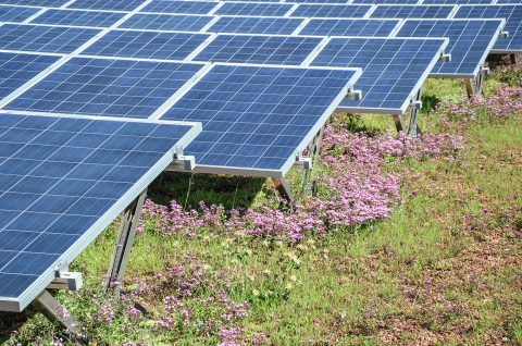 Toiture végétalisée panneau solaire