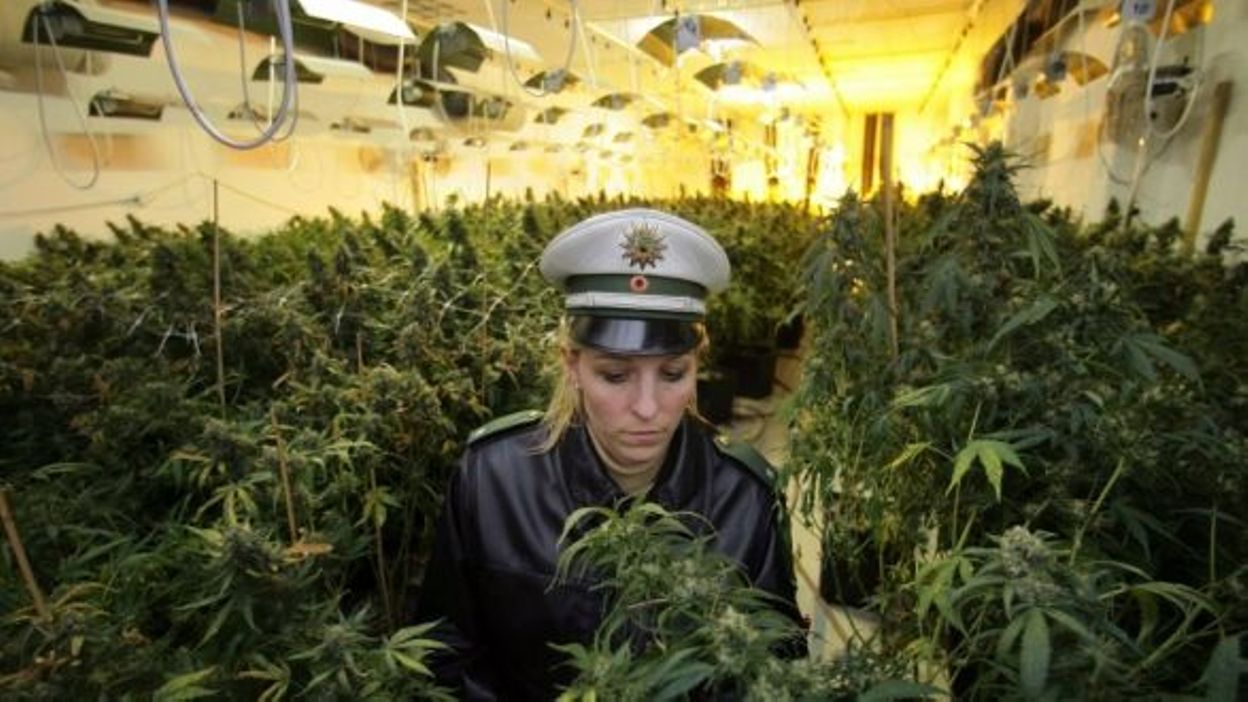 Panneau solaire cannabis