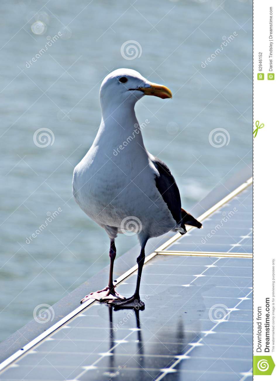 Panneau solaire oiseau