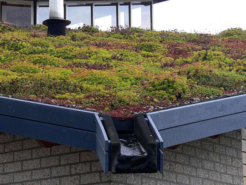 Panneau solaire toiture végétale